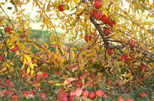 Dixon Apples - Photo by Woody Galloway